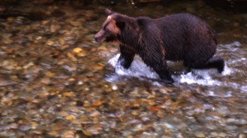  Bear near Hyder 