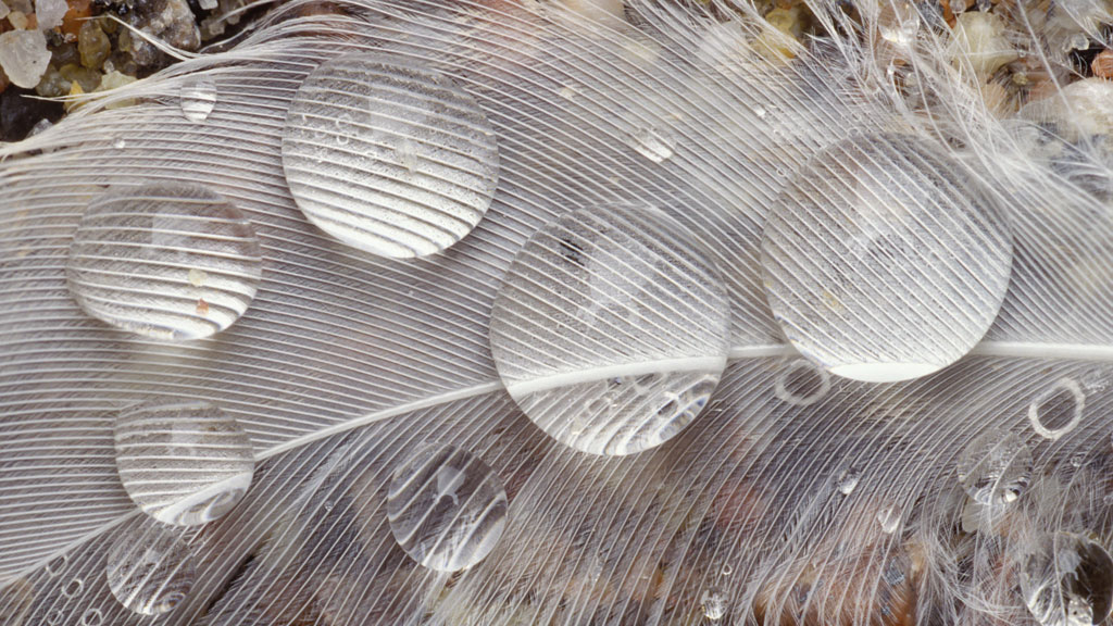  Raindrops on gull feather 