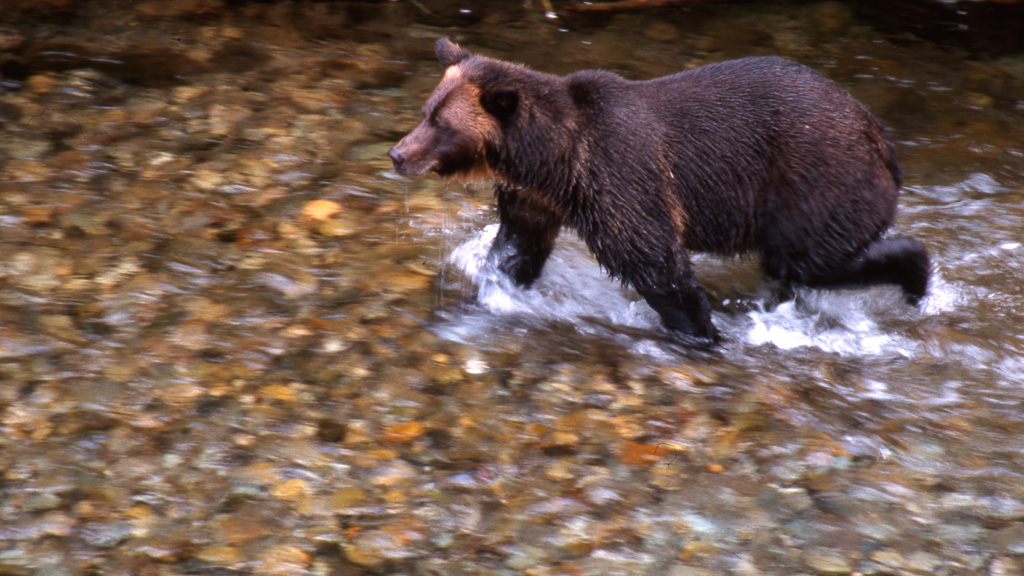  Bear near Hyder 