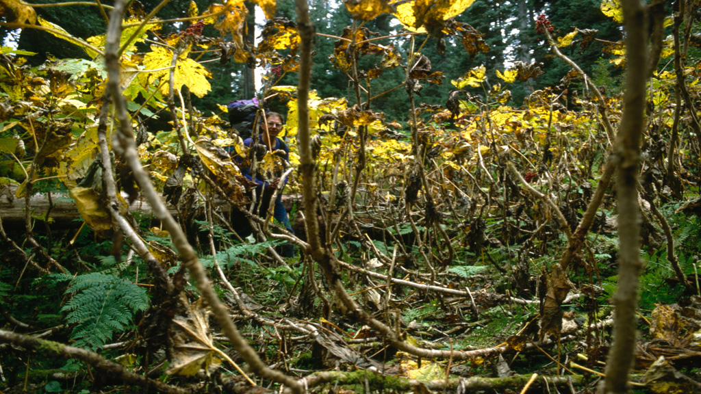  Bob and devil's club 