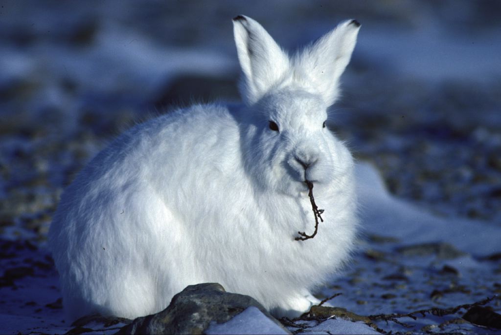 Arctic Hare munching a willow   Arctic Hare munching a willow