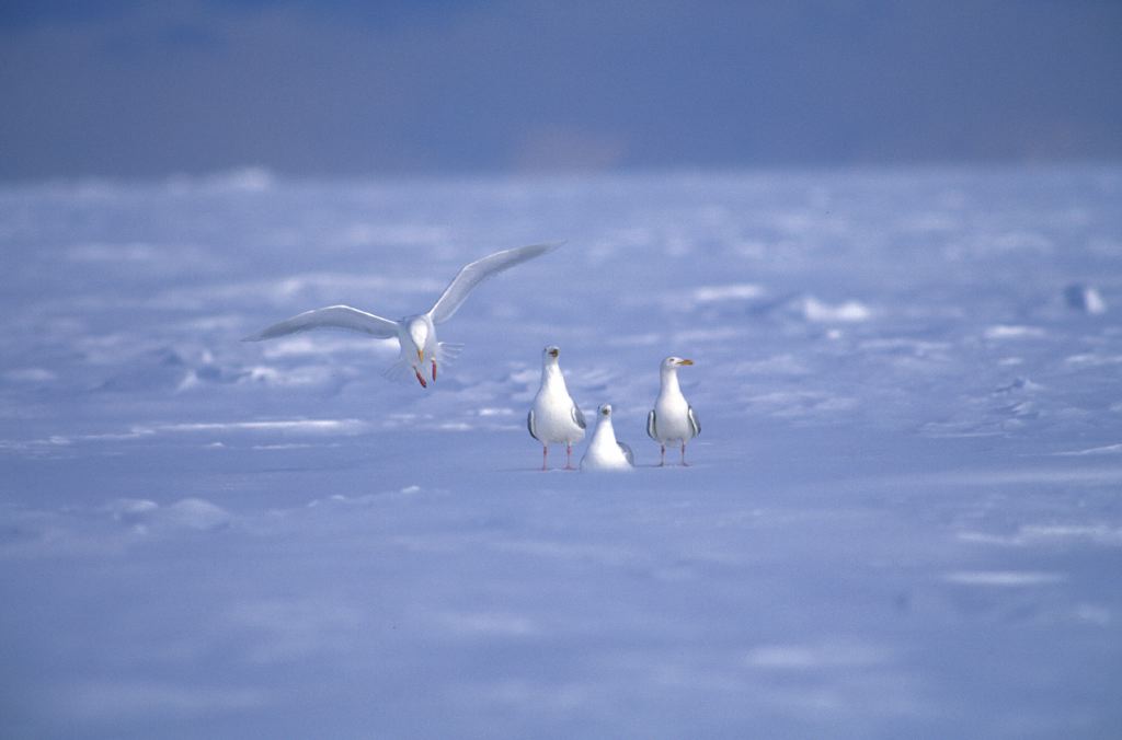Gulls on Jones Sound   Gulls on Jones Sound
