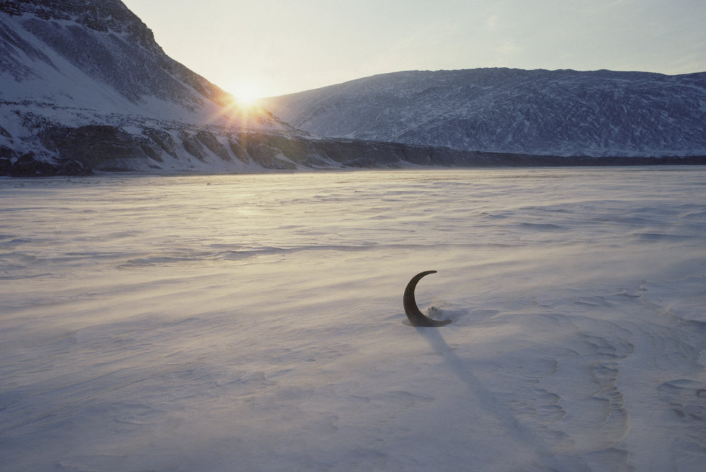 Muskox horn   Muskox horn