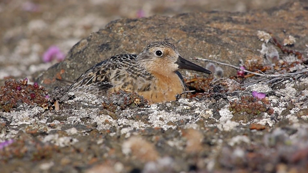  Nesting Red Knot 