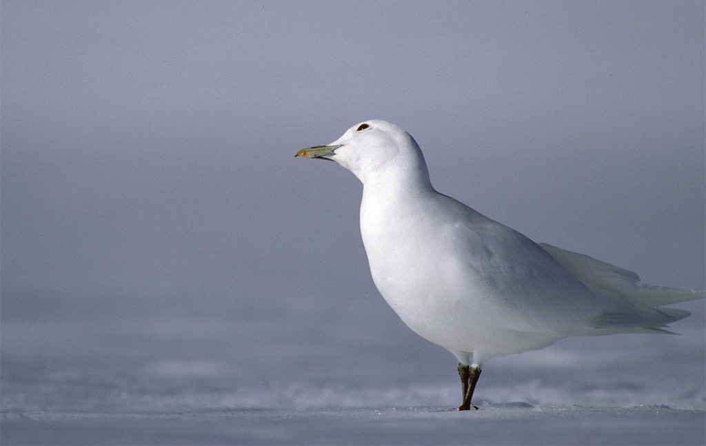  Ivory Gull on Manson Icefield, Ellesmere Island 