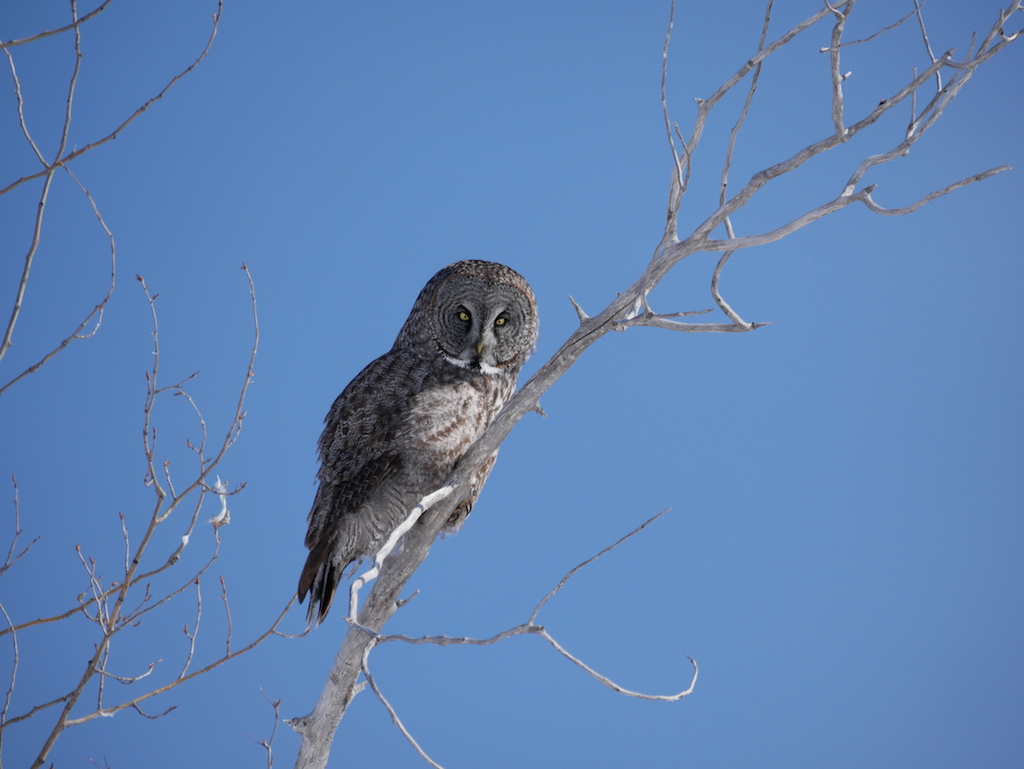  Great Grey Owl near Jean Marie River 
