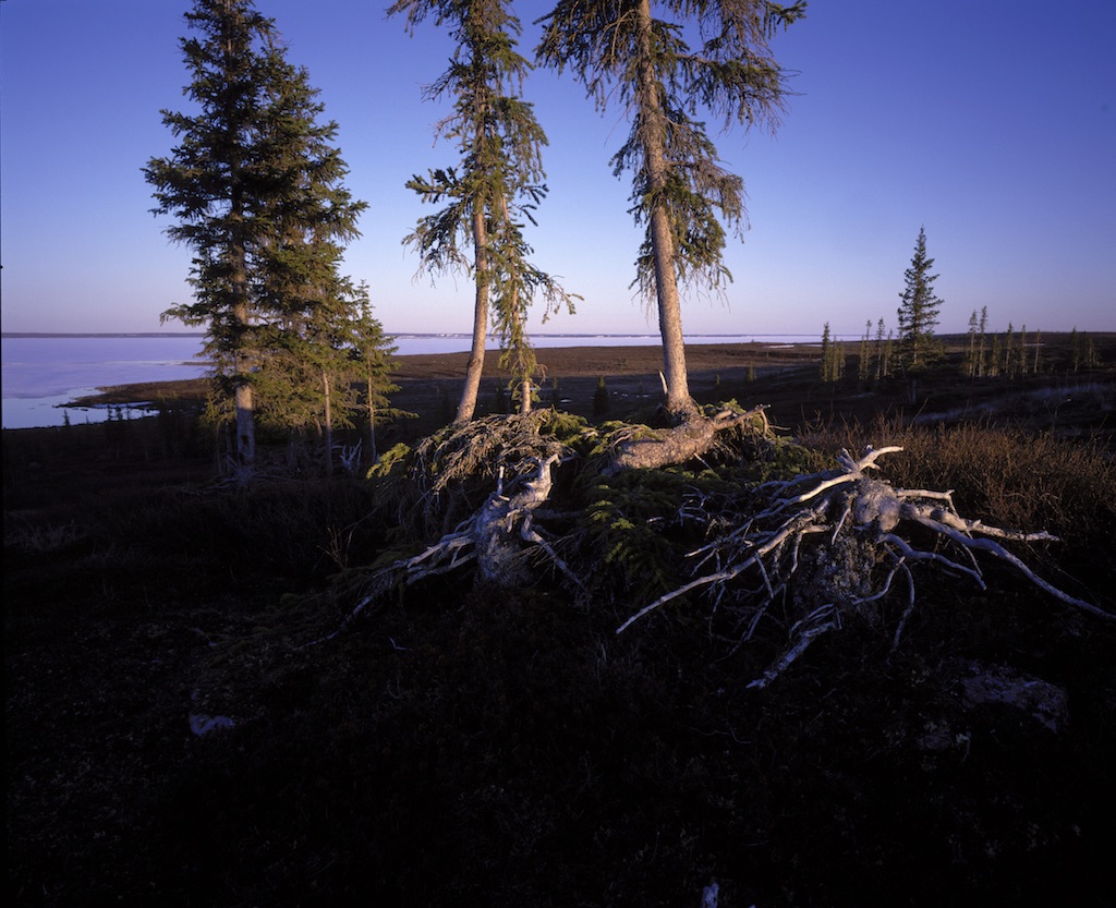  Treeline on Artillery Lake 