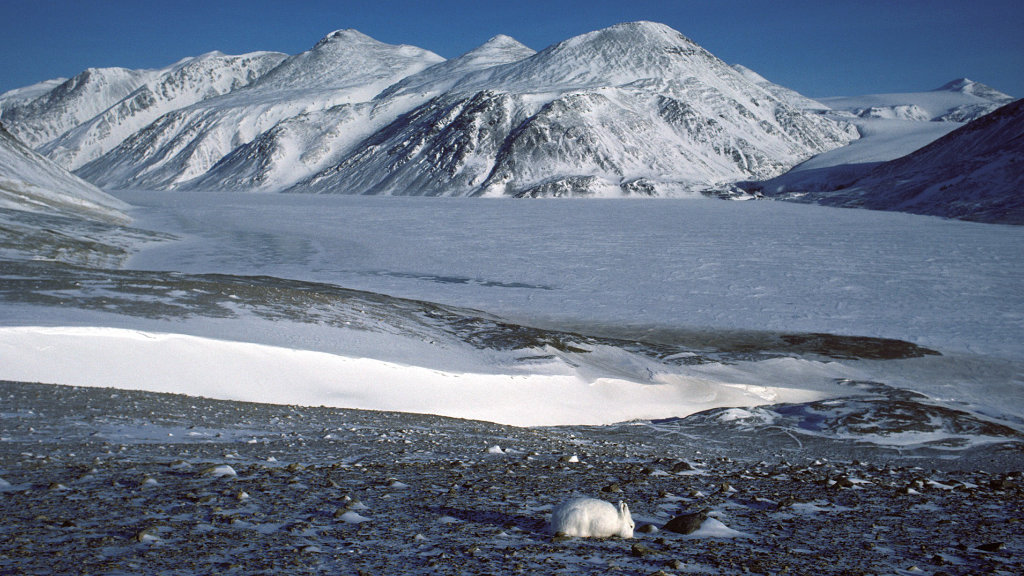  Arctic Hare: Pyper Pass 
