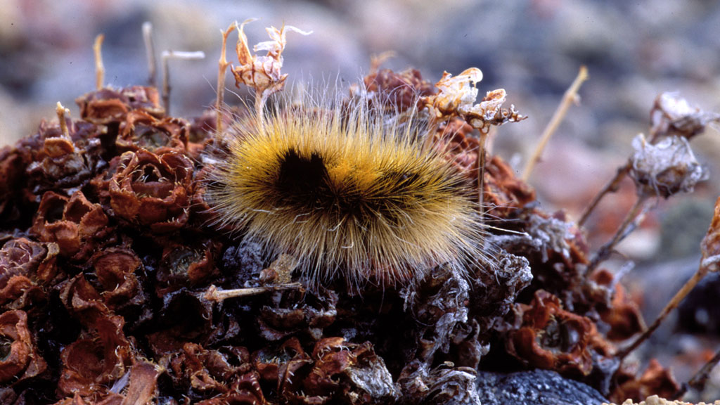  Woolly bear caterpillar 