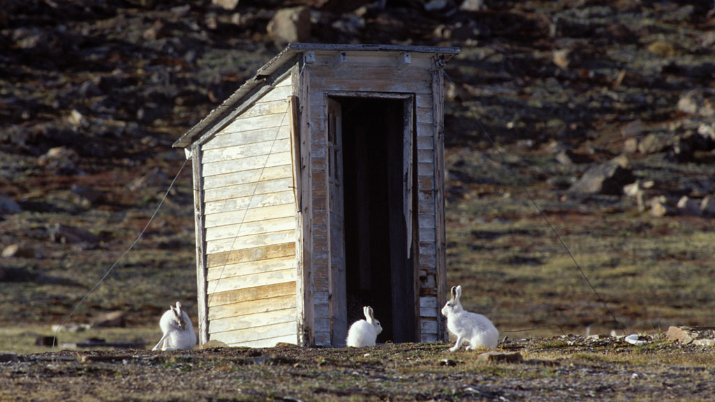  Arctic hare grazing near RCMP outhouse at Dundas Harbour 
