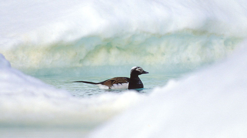 Long-tailed duck (Old Squaw) 