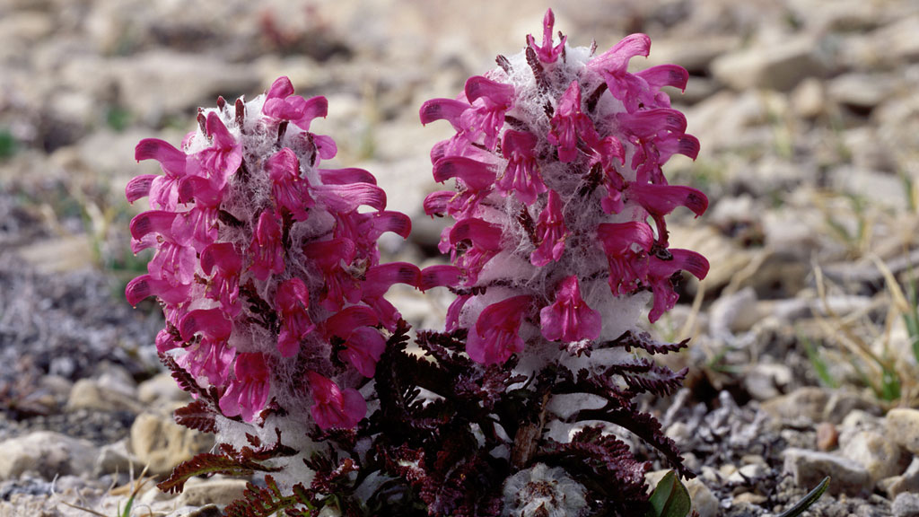 Woolly lousewort 